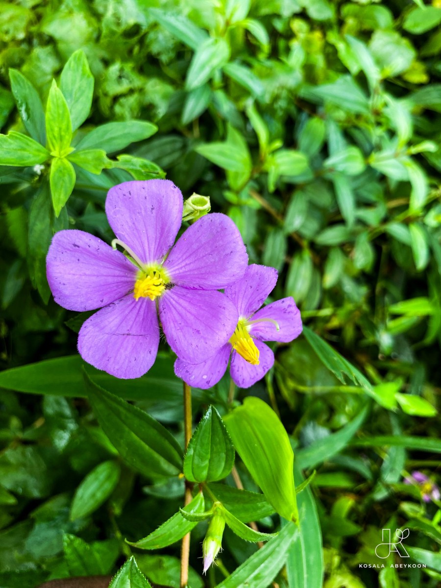 Osbeckia octandra DC.