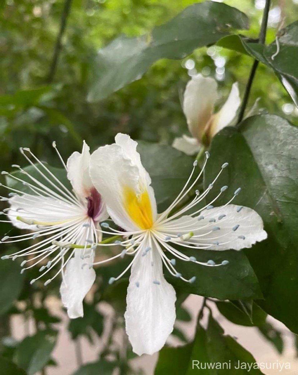 Capparis brevispina DC.