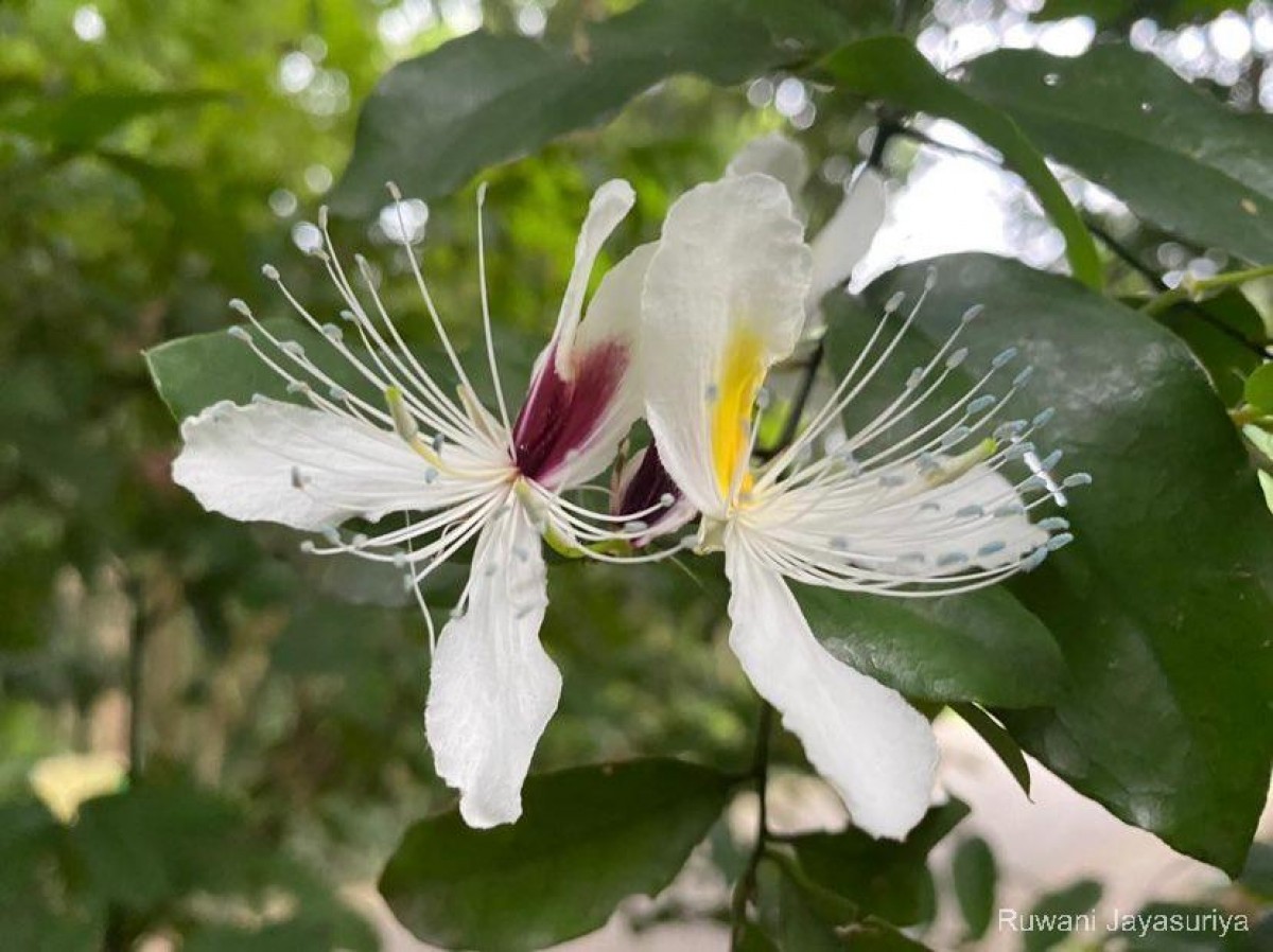 Capparis brevispina DC.