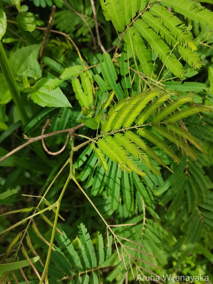 Flora of Sri Lanka