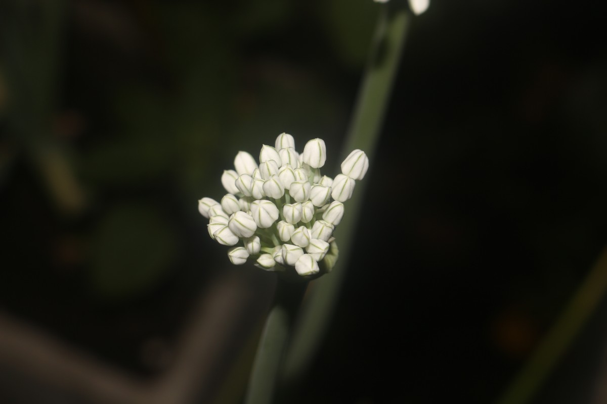 Allium cepa L.