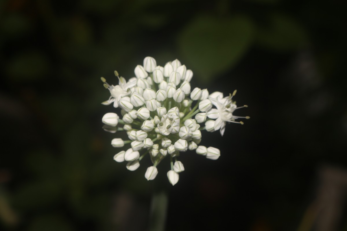 Allium cepa L.