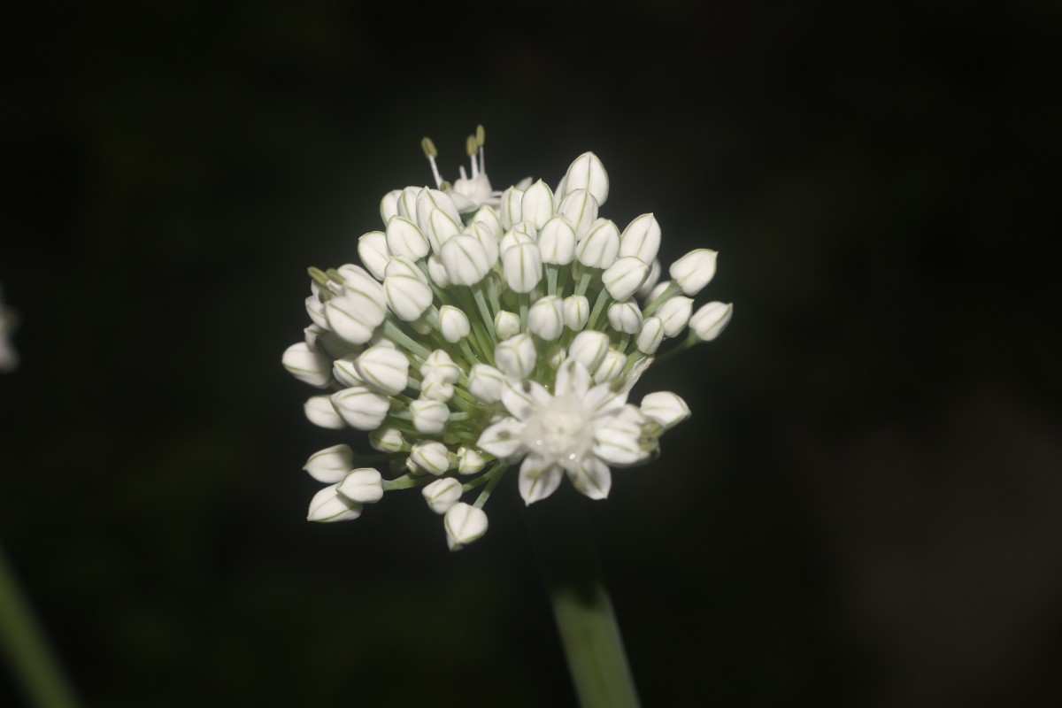 Allium cepa L.