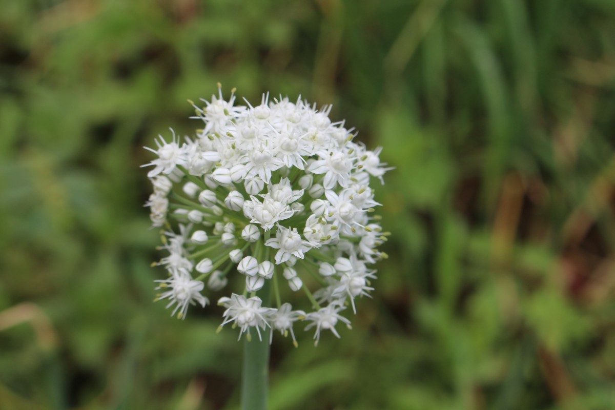 Allium cepa L.