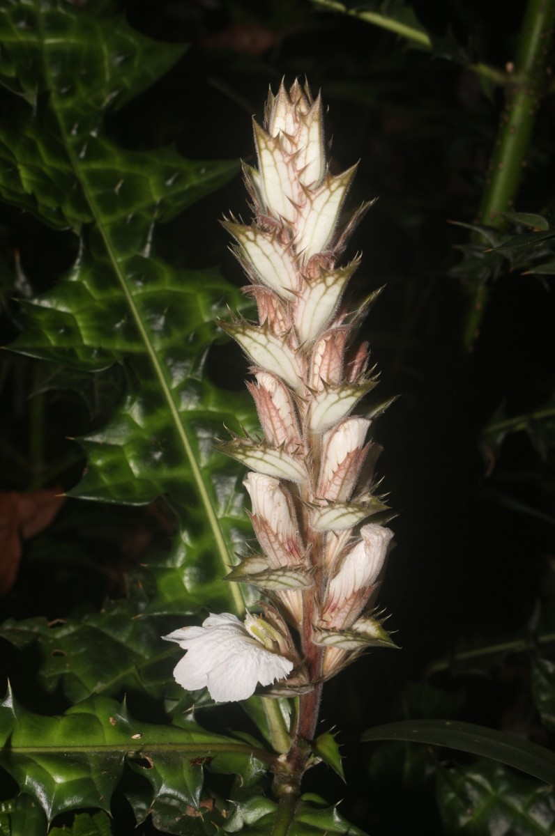 Acanthus montanus (Nees) T.Anderson