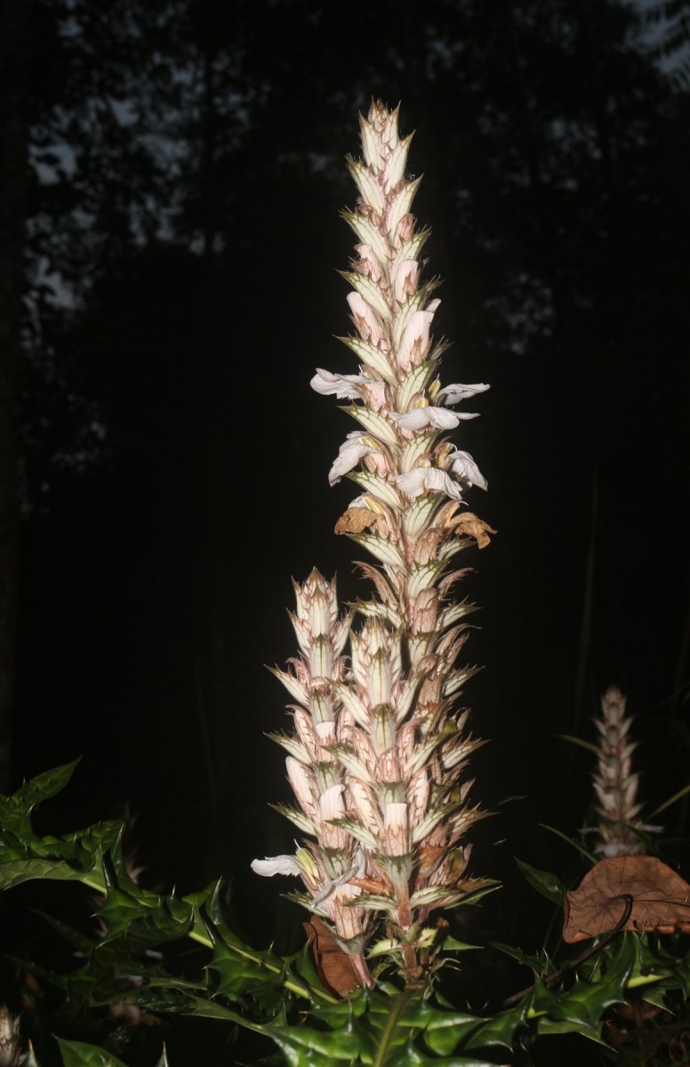 Acanthus montanus (Nees) T.Anderson