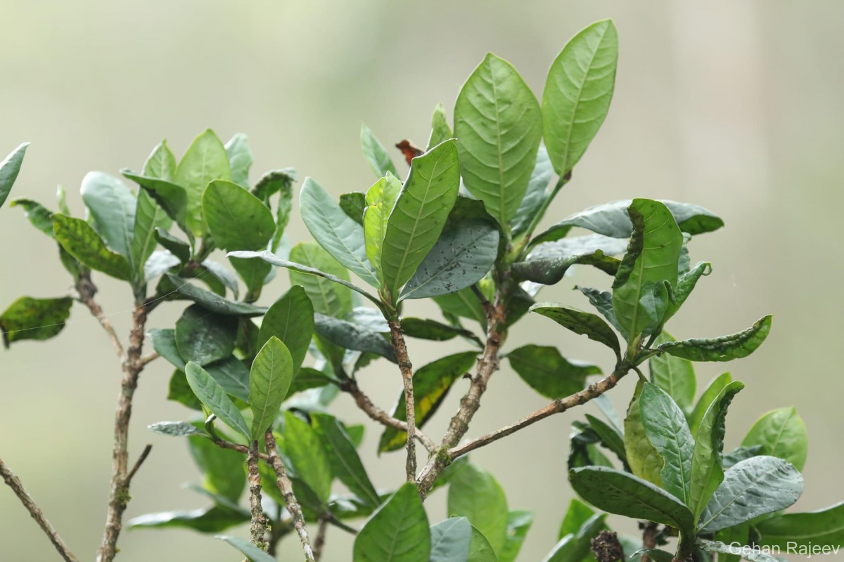 Pavetta involucrata Thwaites