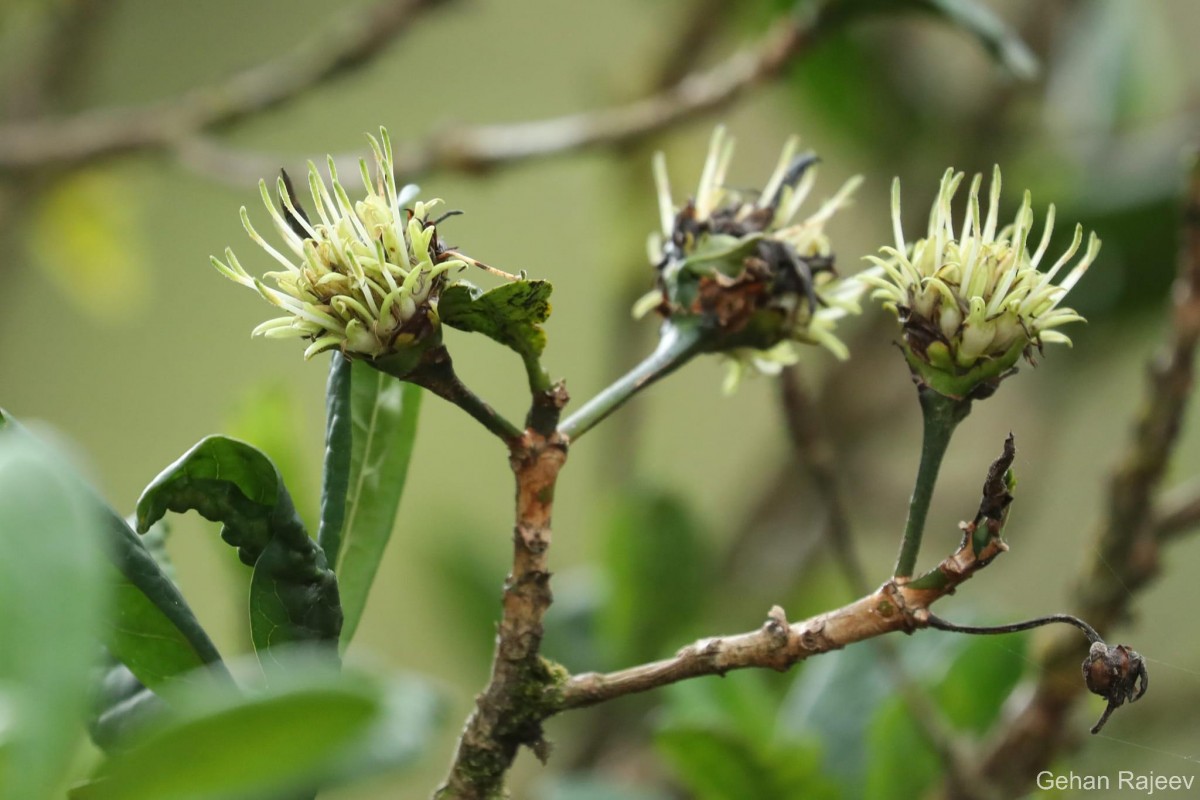 Pavetta involucrata Thwaites