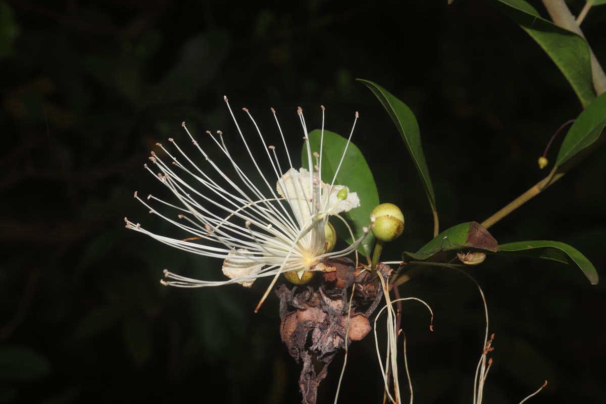 Capparis roxburghii DC.