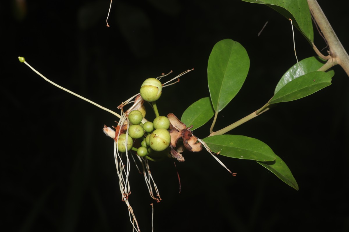 Capparis roxburghii DC.