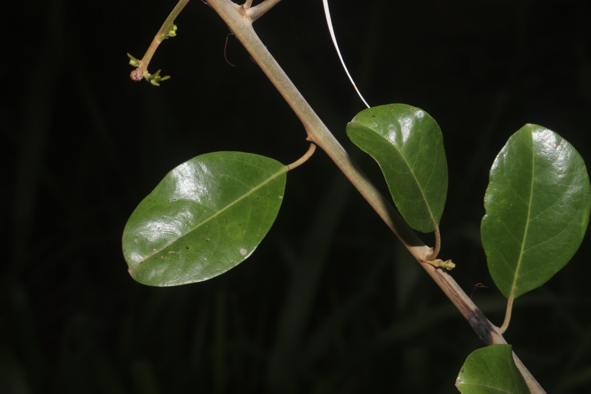 Capparis roxburghii DC.