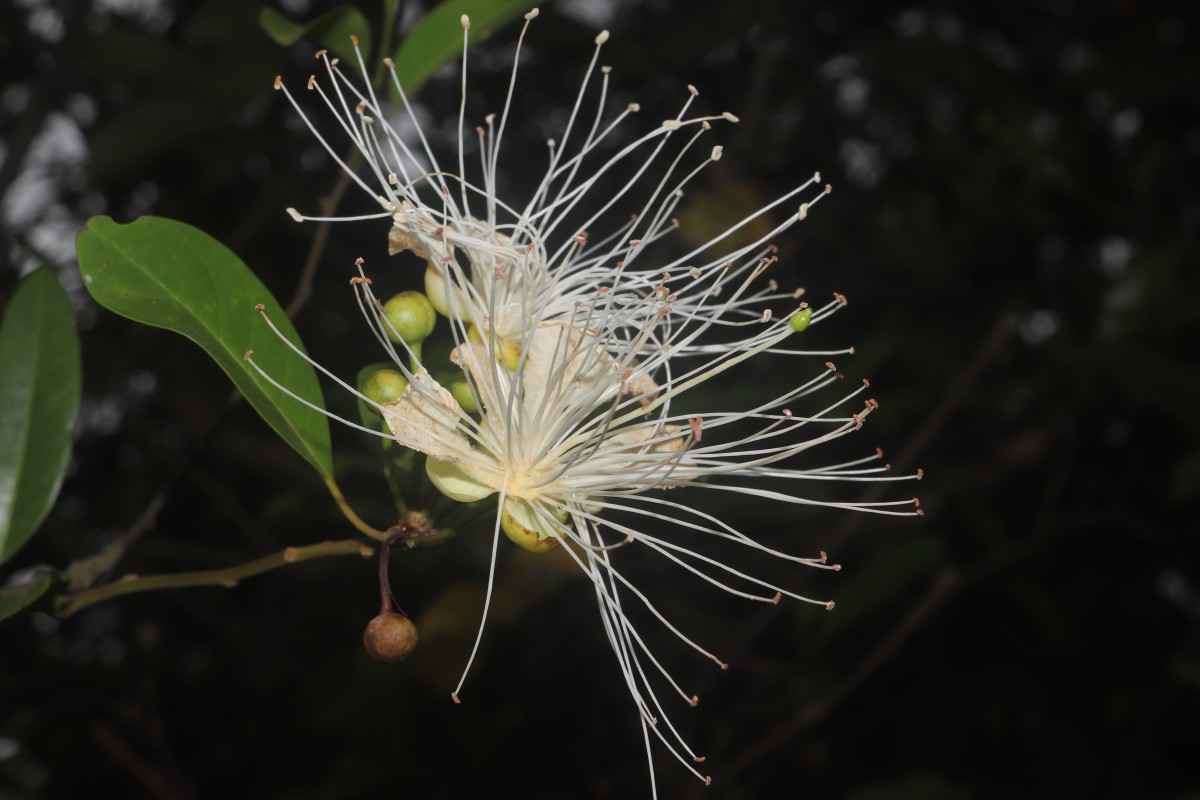 Capparis roxburghii DC.