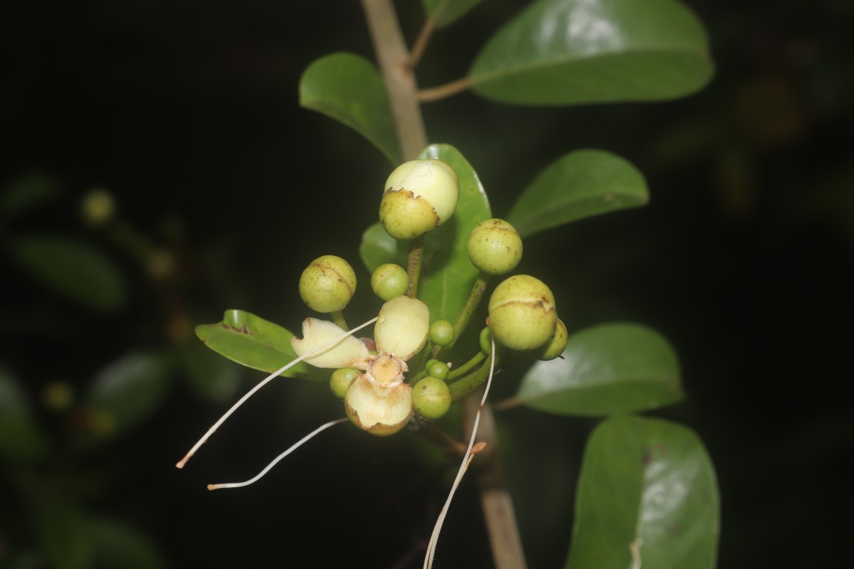 Capparis roxburghii DC.