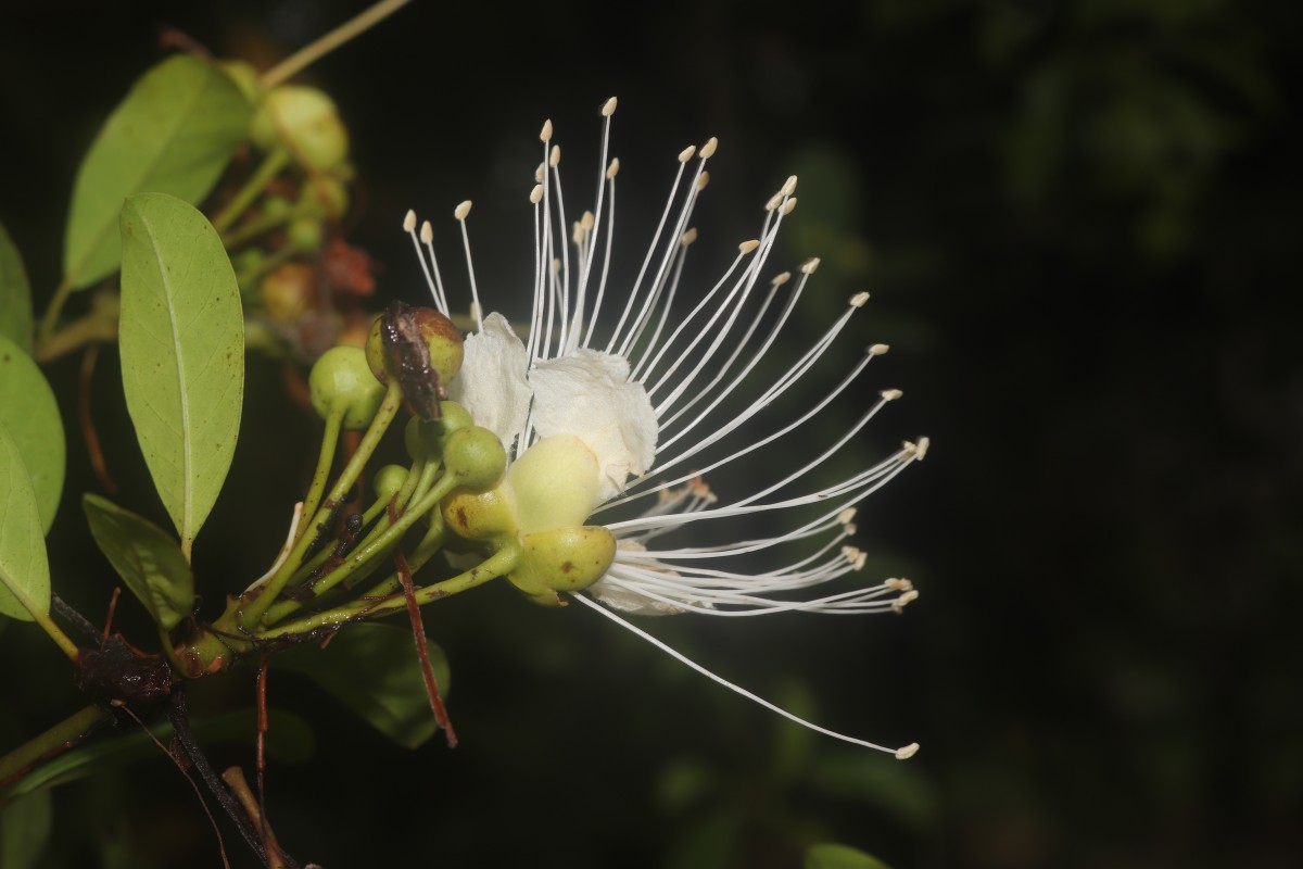 Capparis roxburghii DC.