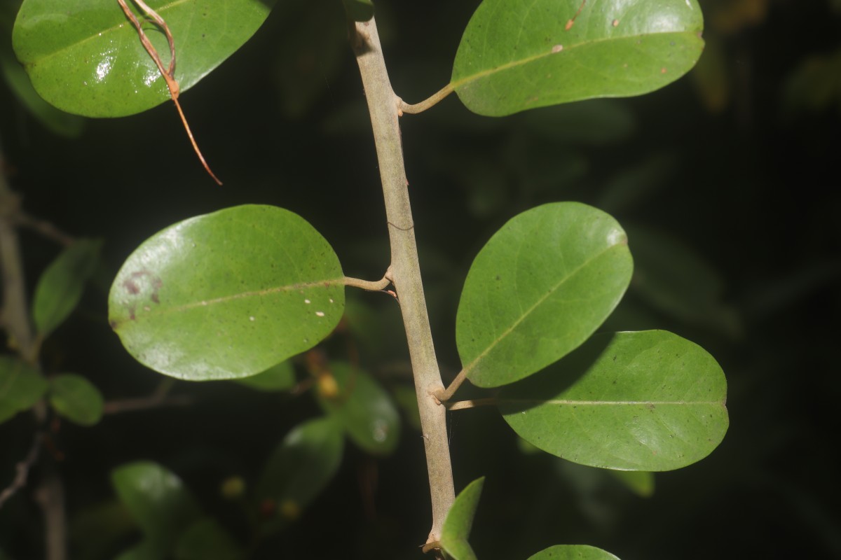 Capparis roxburghii DC.