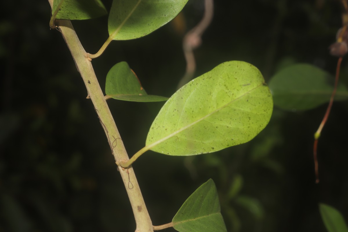 Capparis roxburghii DC.