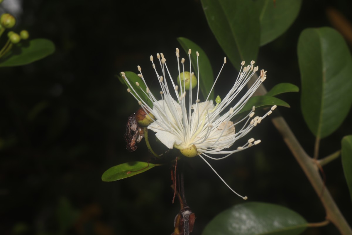 Capparis roxburghii DC.