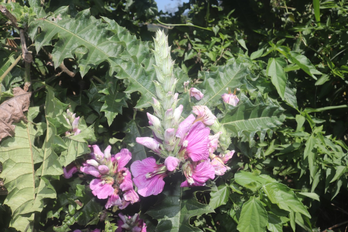 Acanthus polystachyus Delile