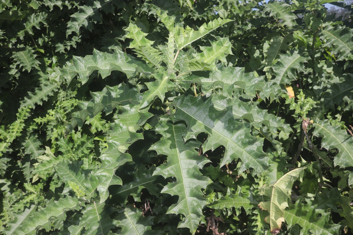 Acanthus polystachyus Delile