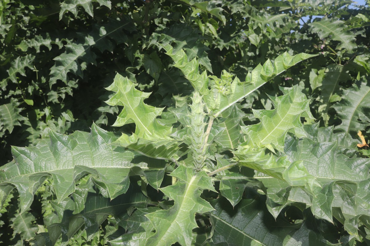 Acanthus polystachyus Delile