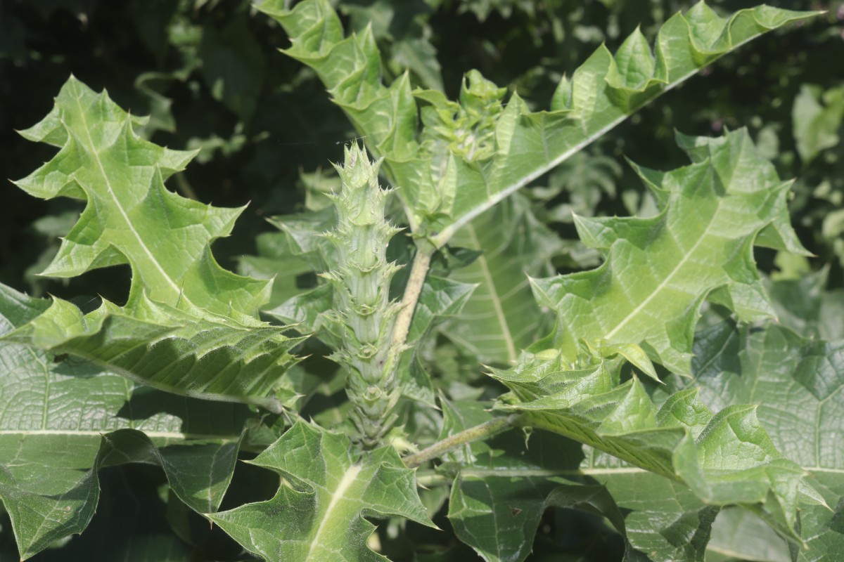 Acanthus polystachyus Delile