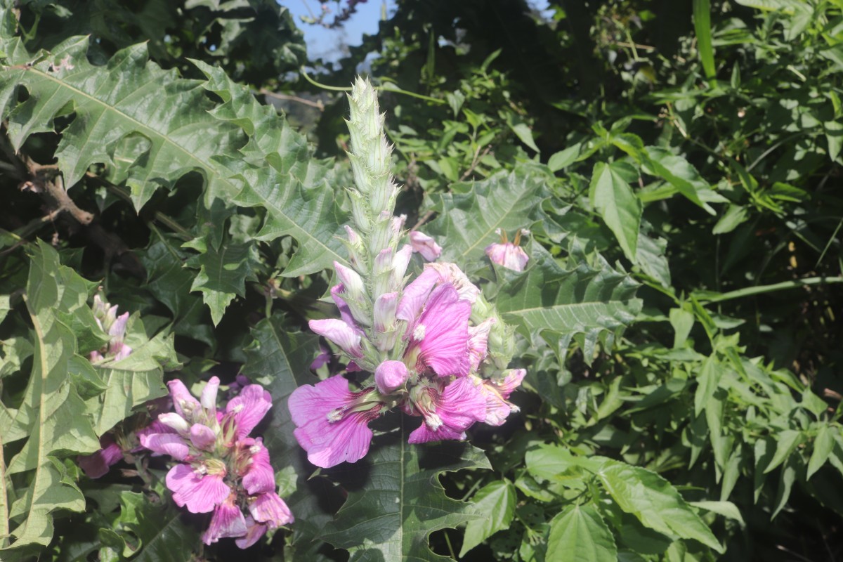 Acanthus polystachyus Delile