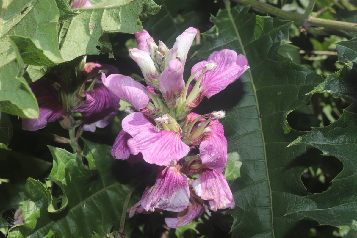 Acanthus polystachyus Delile