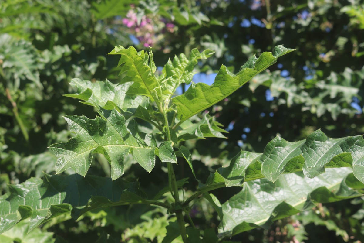 Acanthus polystachyus Delile