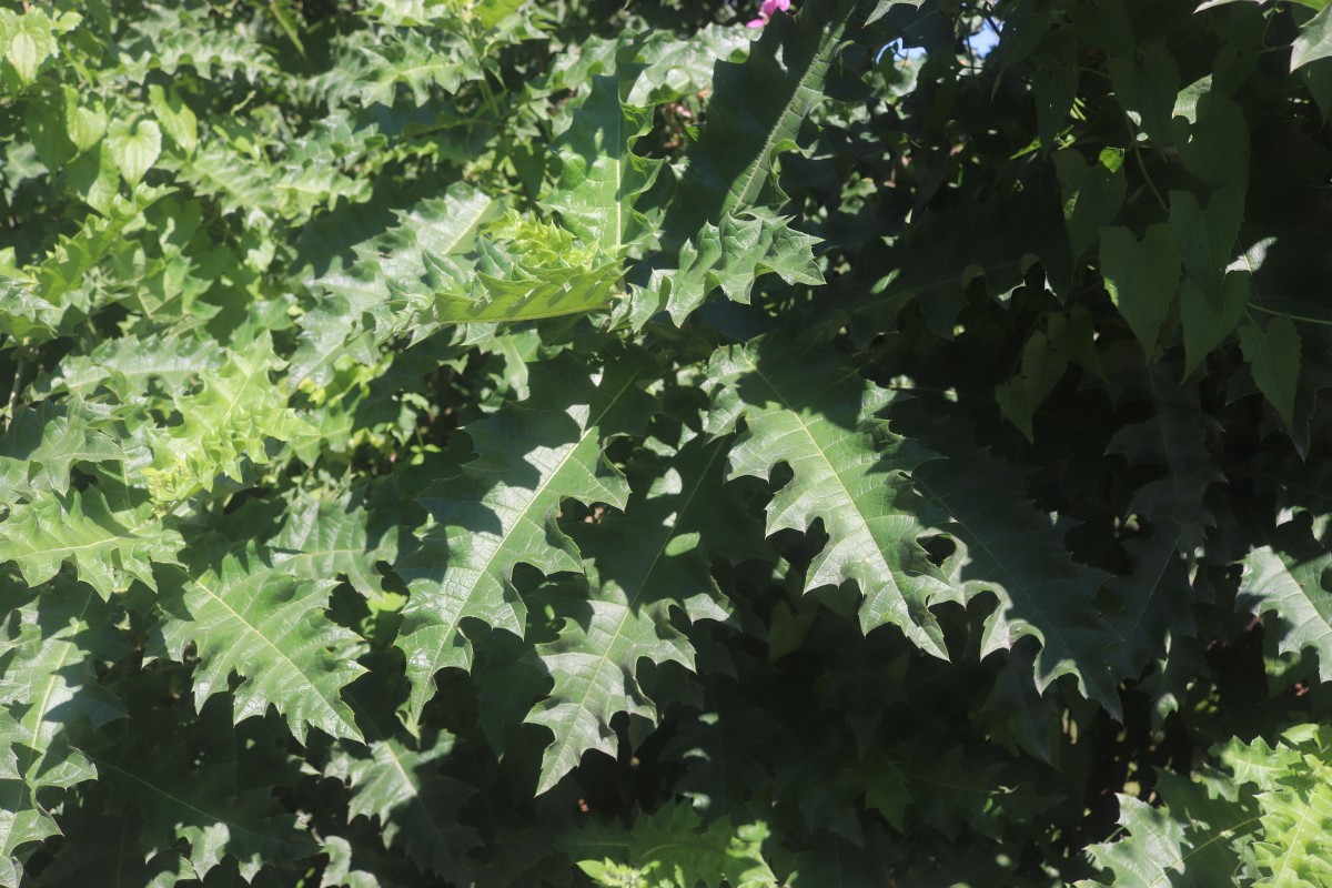 Acanthus polystachyus Delile