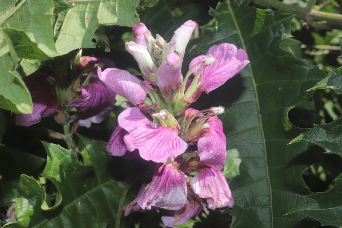 Acanthus polystachyus Delile