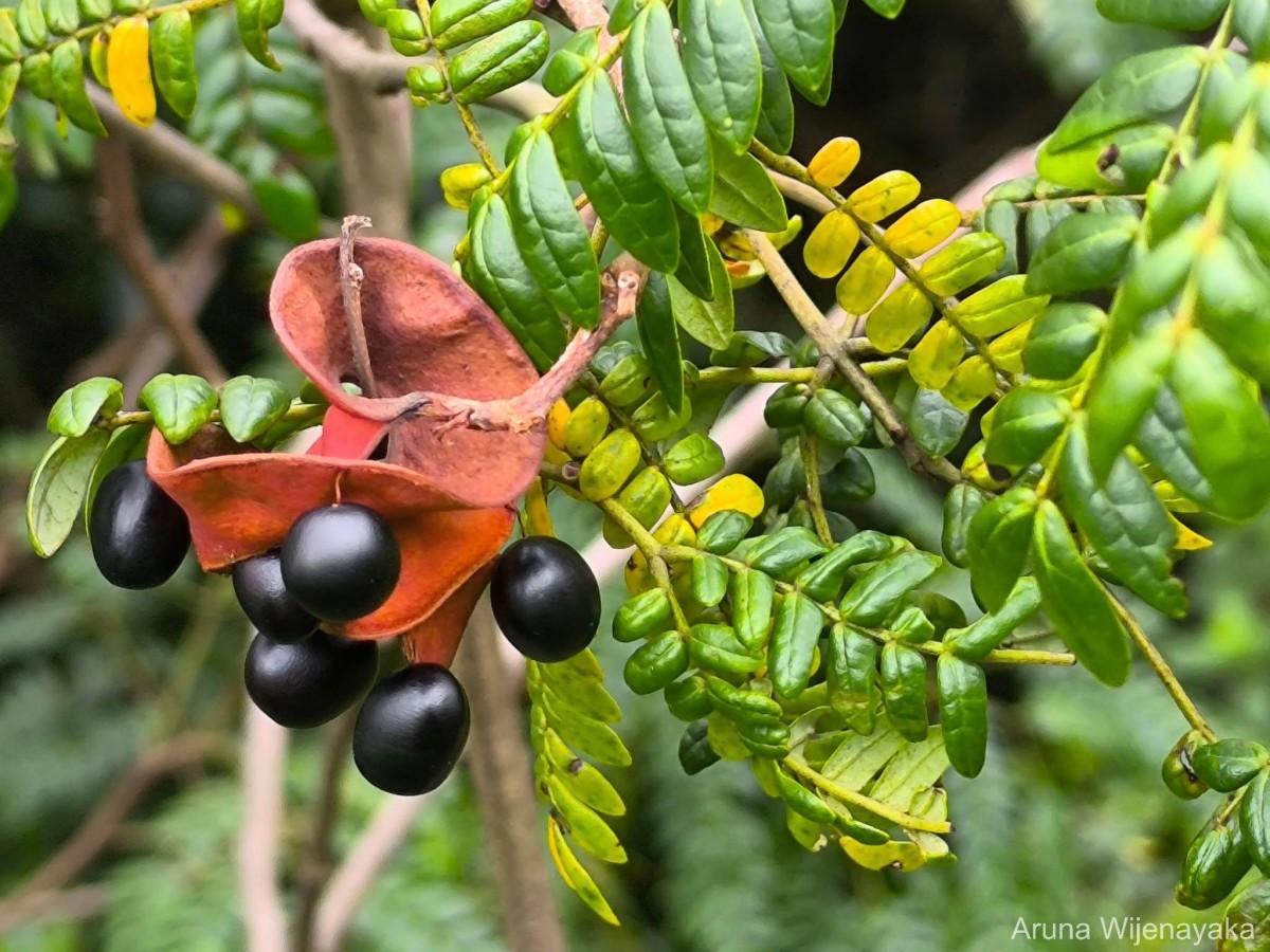 Archidendron clypearia subsp. subcoriaceum (Thwaites) I.C.Nielsen