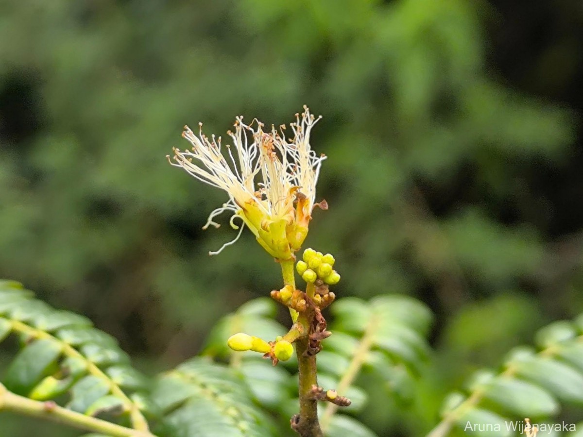 Archidendron clypearia subsp. subcoriaceum (Thwaites) I.C.Nielsen