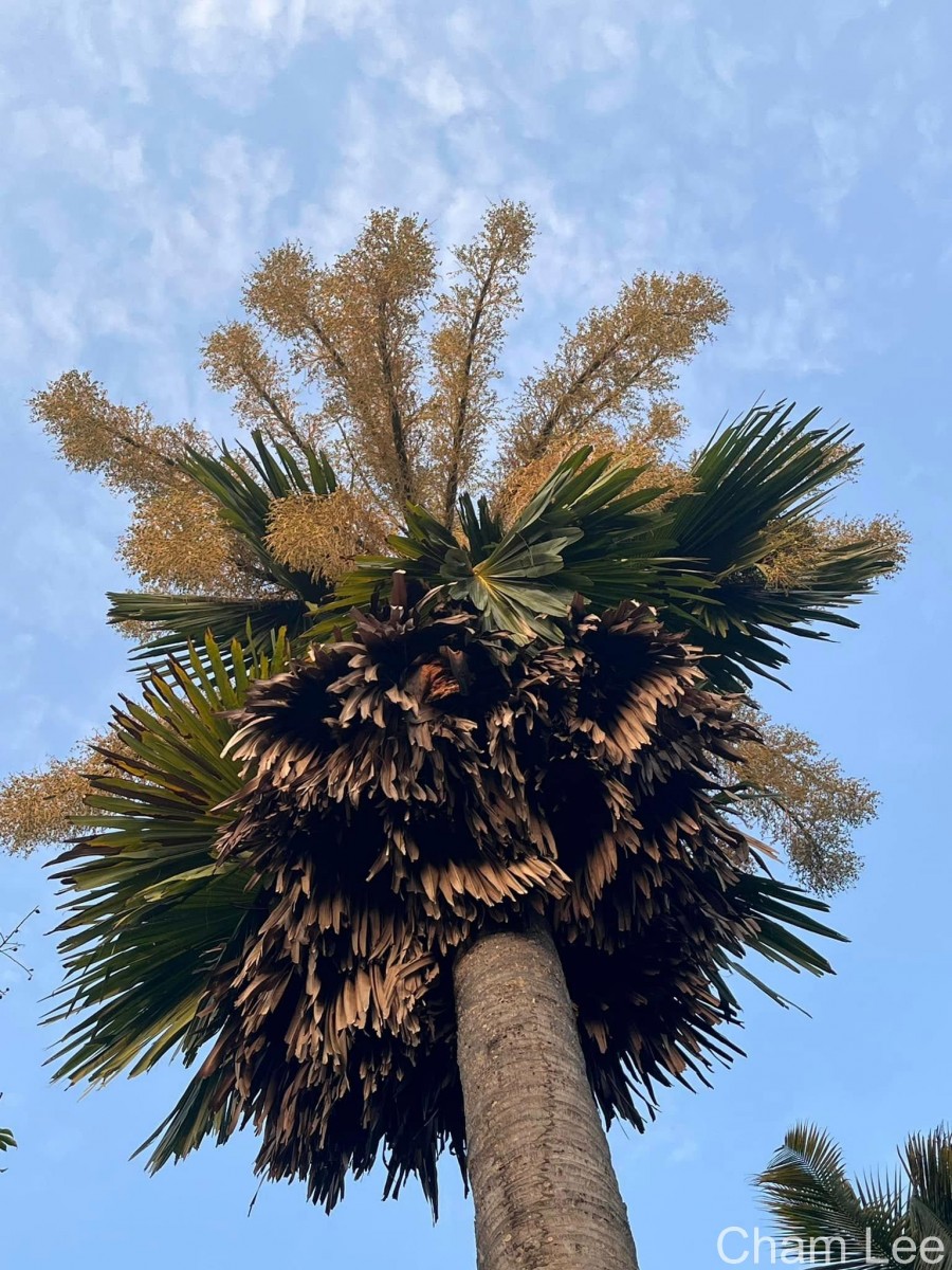 Corypha umbraculifera L.