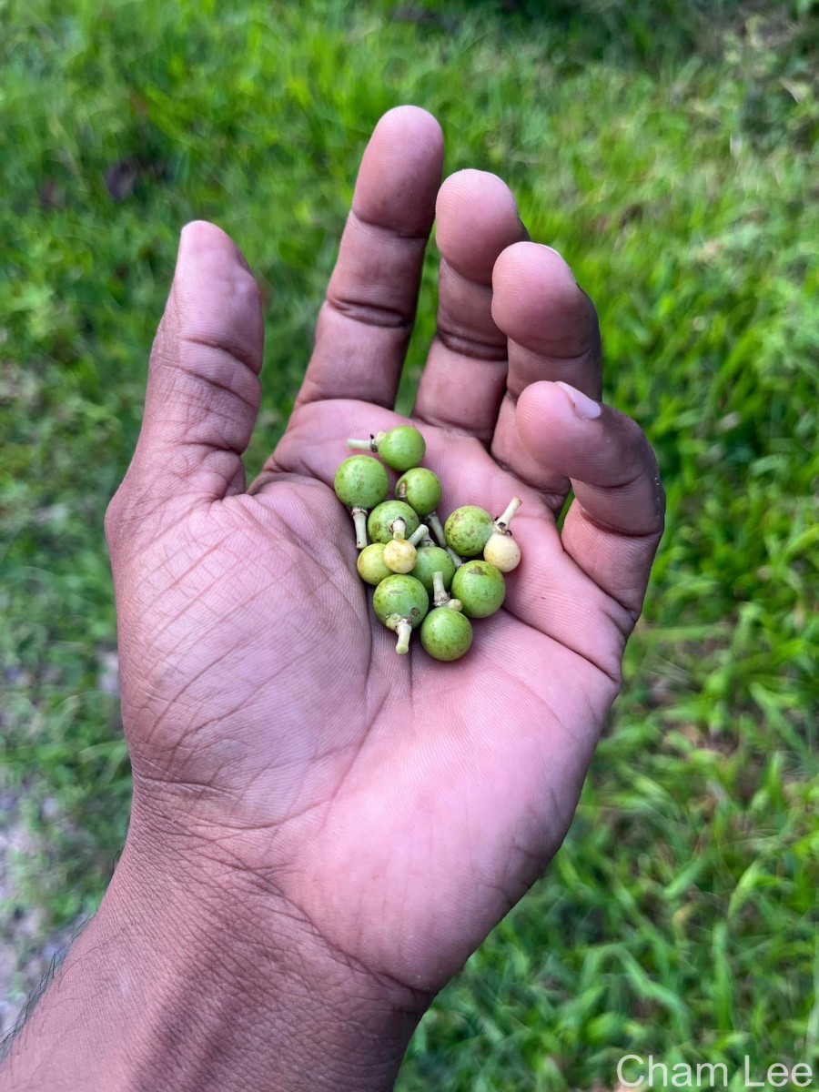 Corypha umbraculifera L.