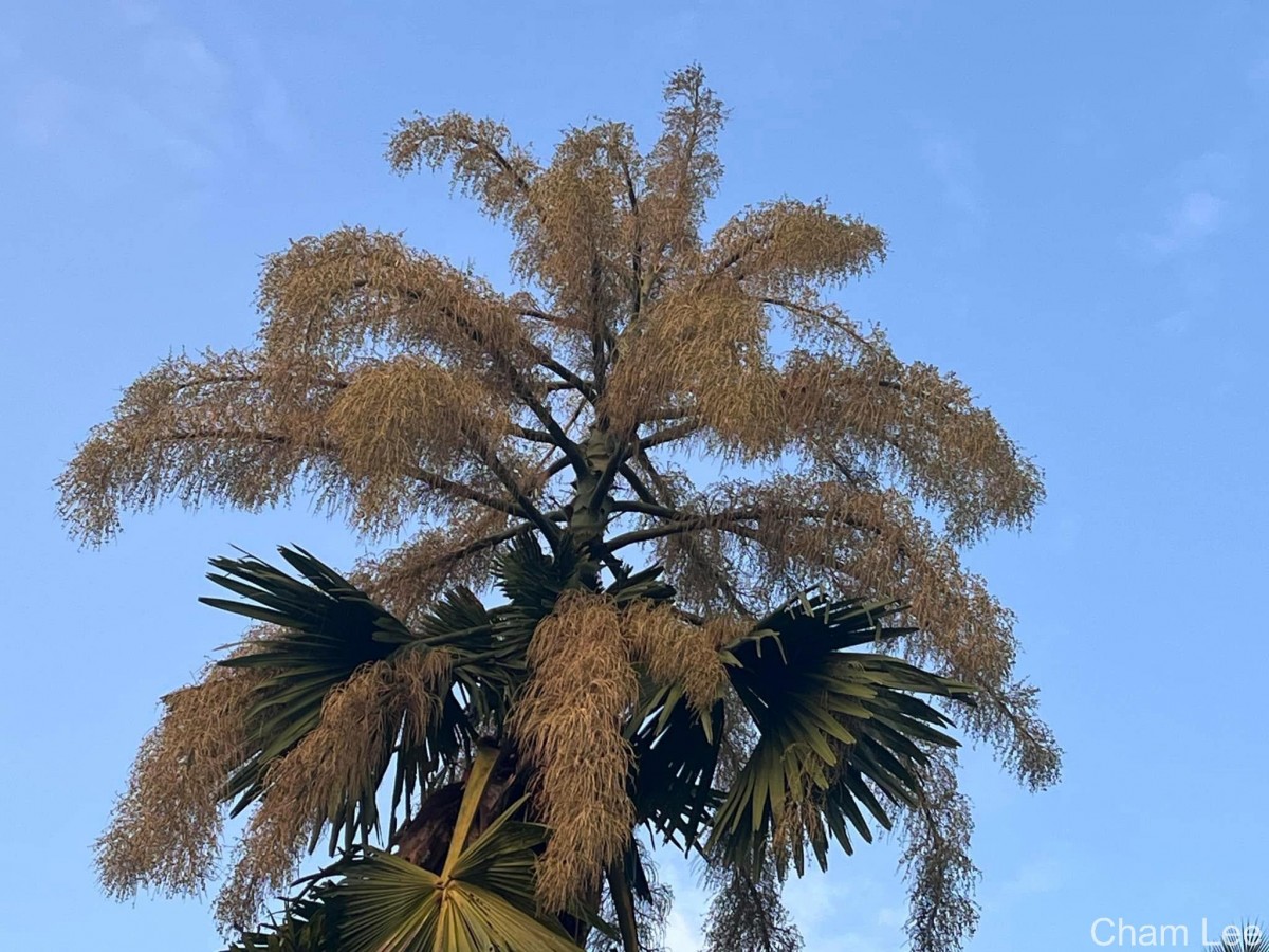 Corypha umbraculifera L.