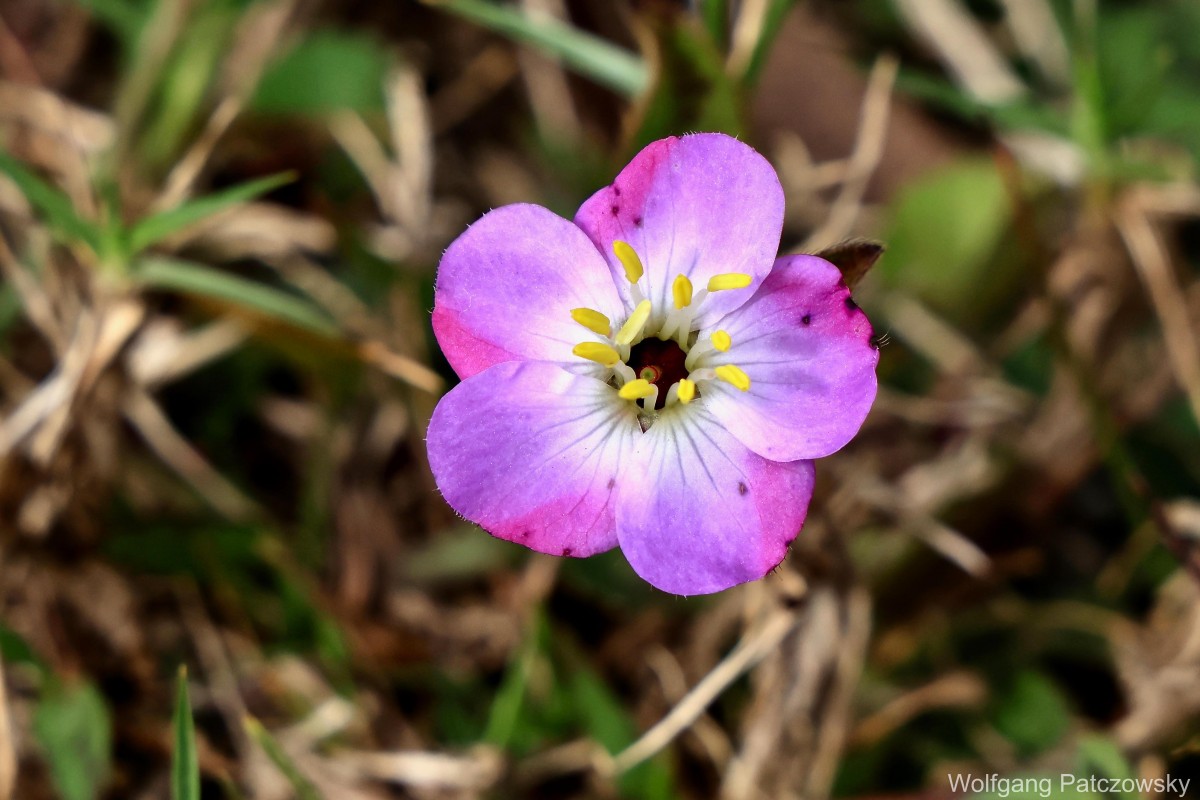 Osbeckia parvifolia Arn.