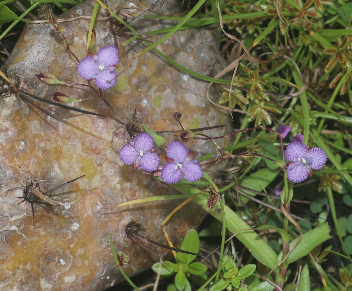 Murdannia striatipetala Faden