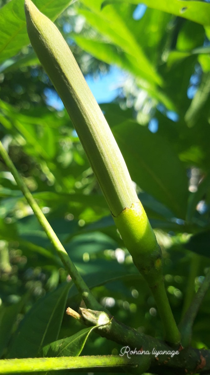 Pachira aquatica Aubl.