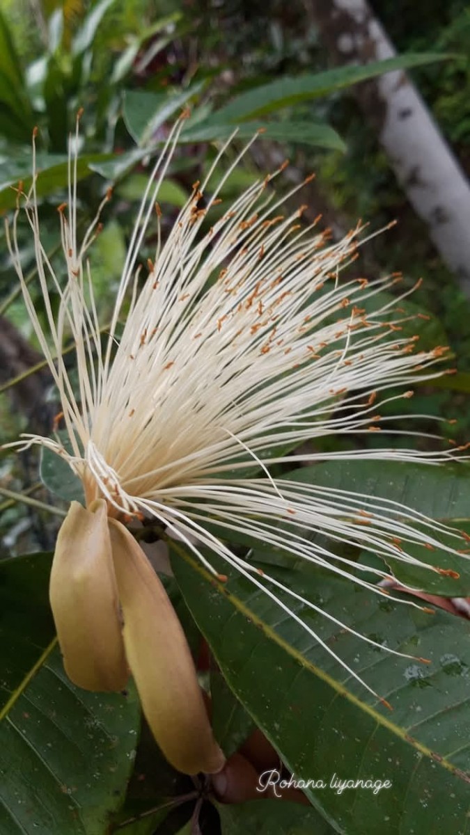 Pachira aquatica Aubl.