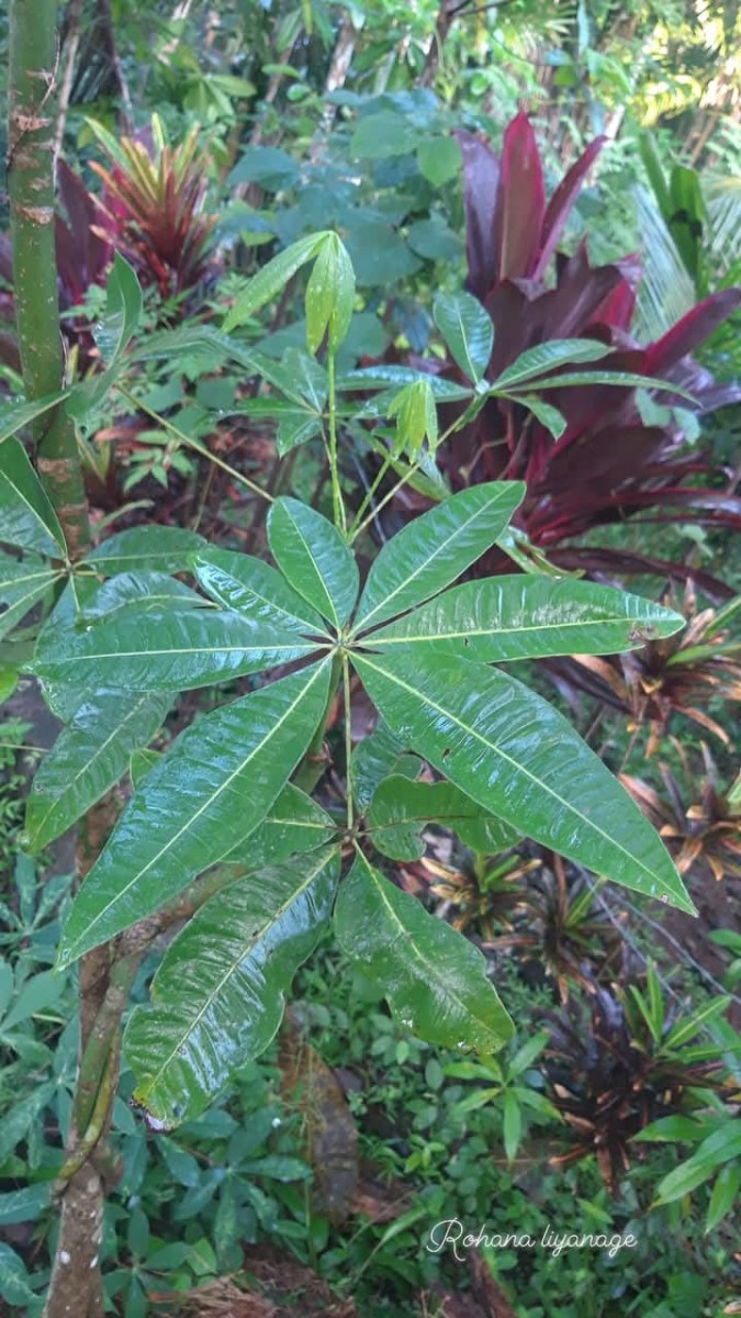 Pachira aquatica Aubl.