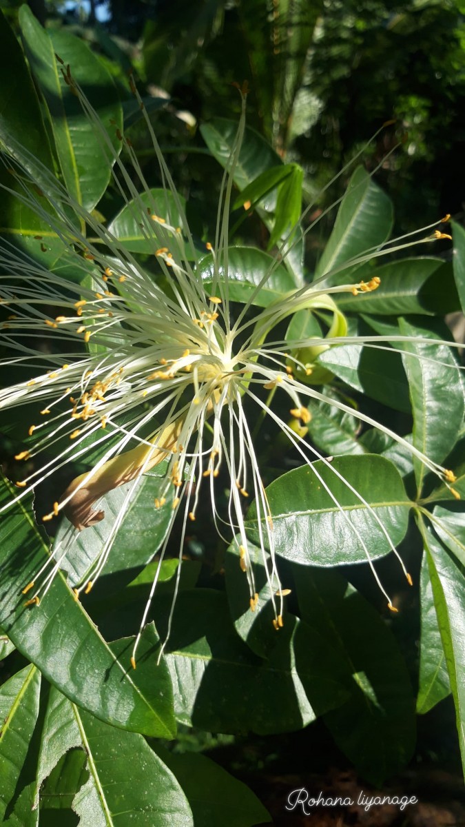 Pachira aquatica Aubl.