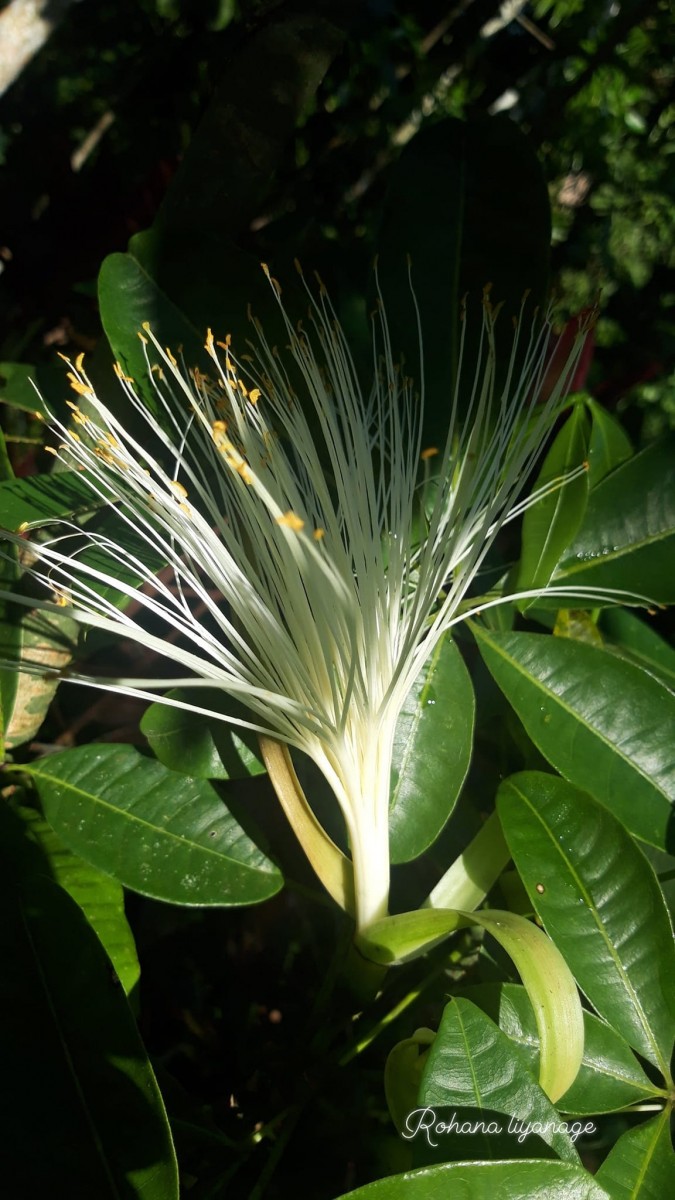 Pachira aquatica Aubl.