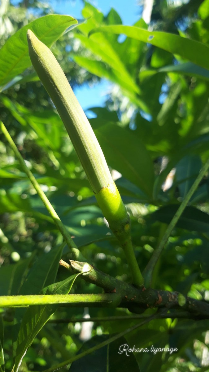 Pachira aquatica Aubl.