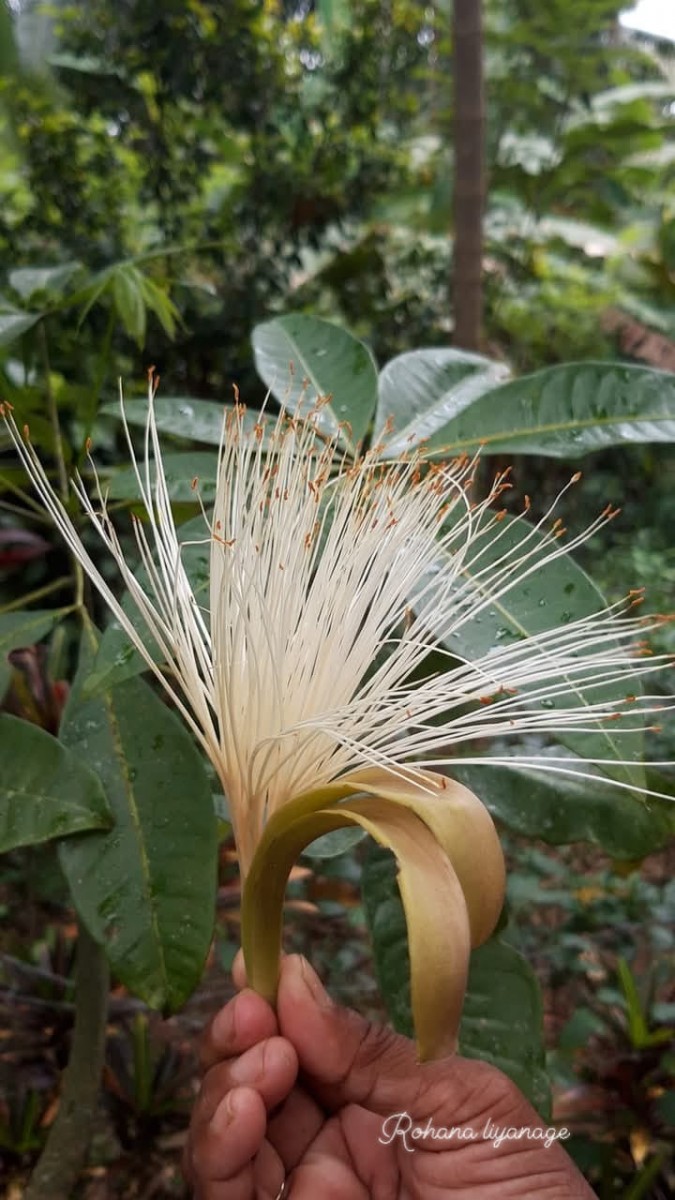 Pachira aquatica Aubl.