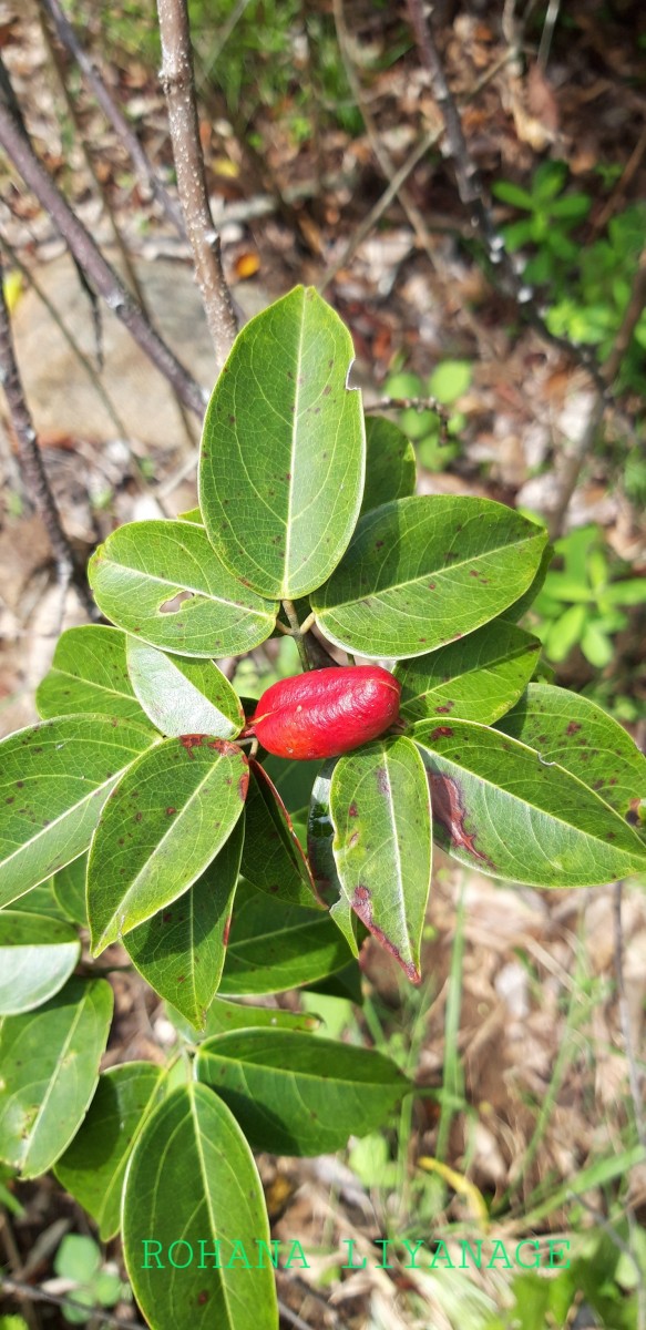 Connarus monocarpos L.