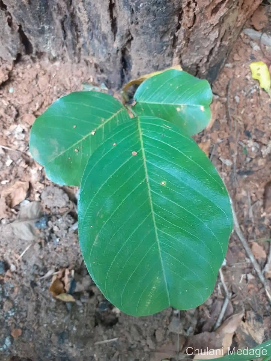 Pterocarpus marsupium Roxb.