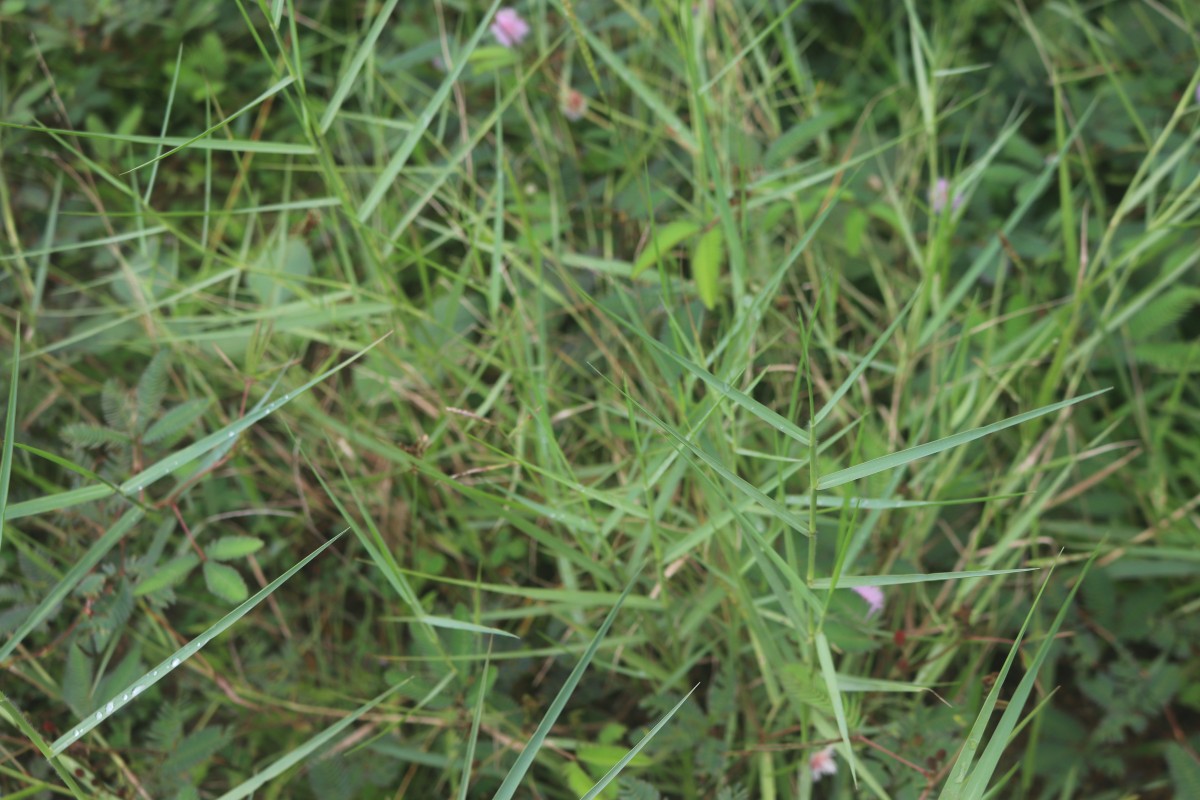 Panicum repens L.