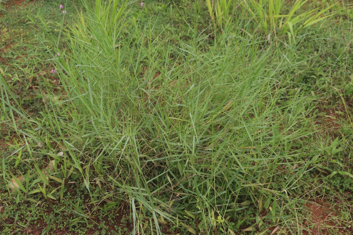 Panicum repens L.