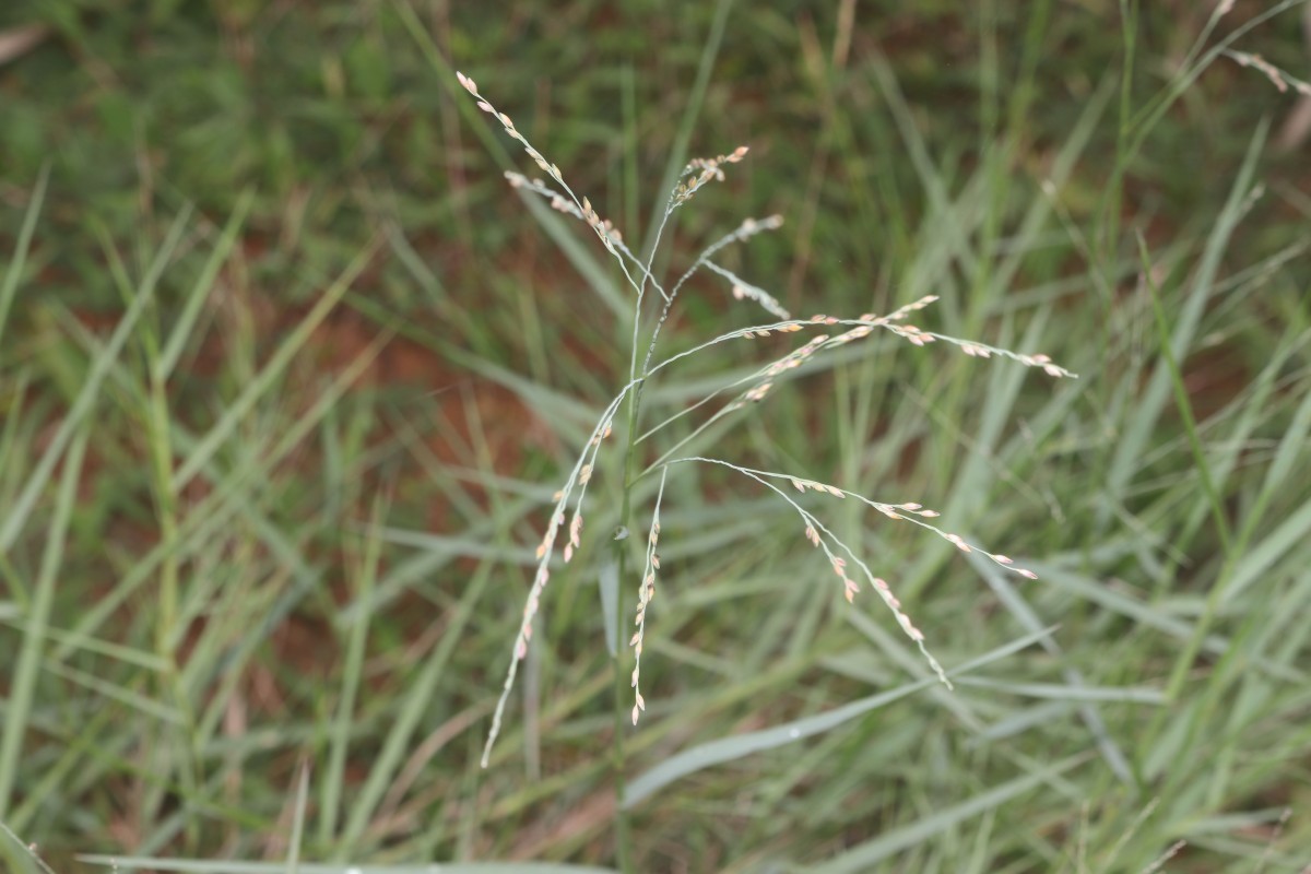 Panicum repens L.