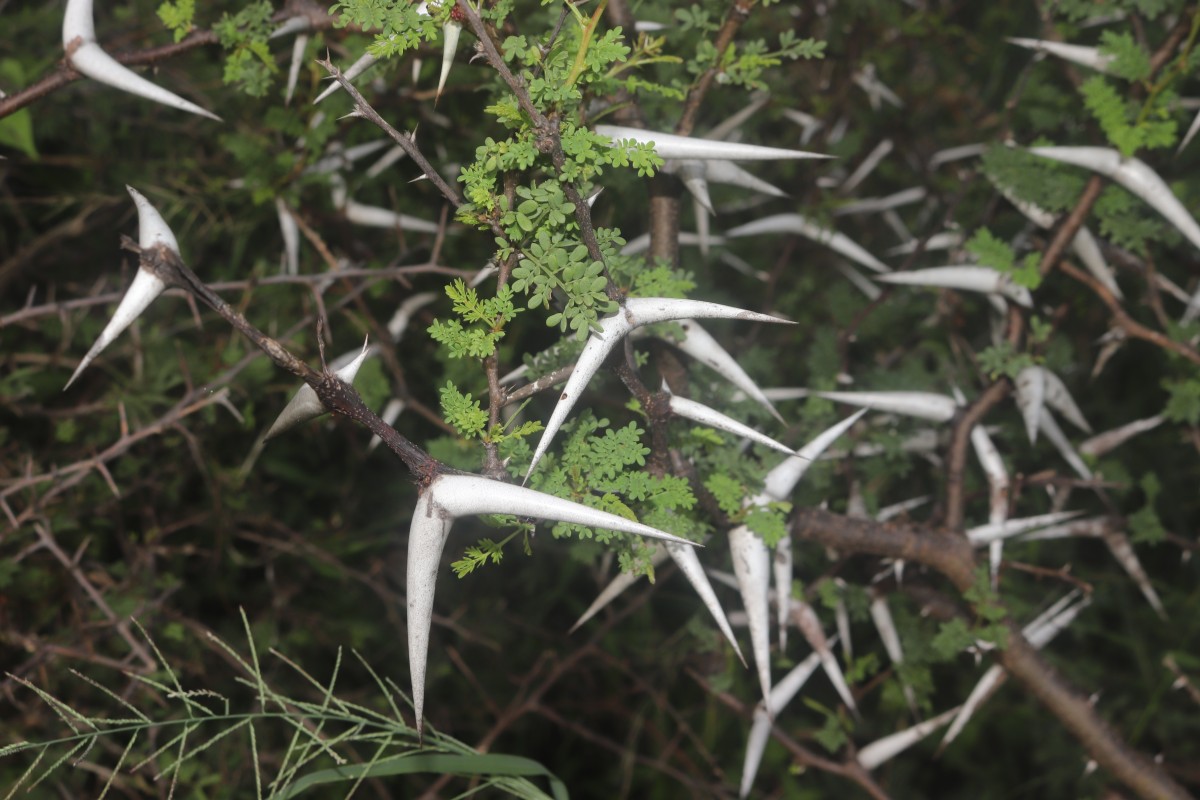 Vachellia eburnea (L.f.) P.J.H.Hurter & Mabb.